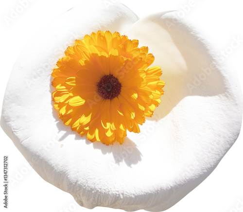 Calendula flower isolated on white background. Calendula officinalis