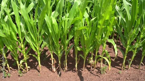 Cornfield  in the landscape on a clear sunny day