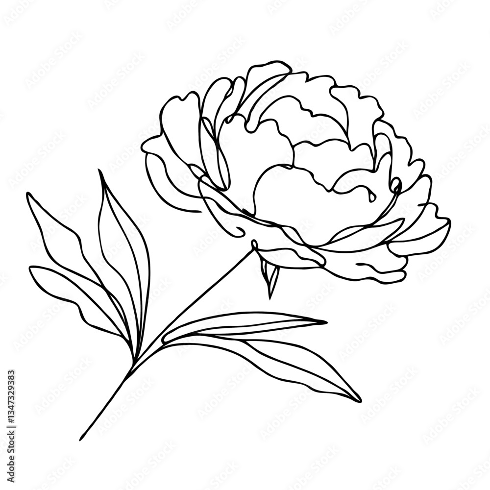 Obraz premium Outline of a blooming peony flower with leaves 