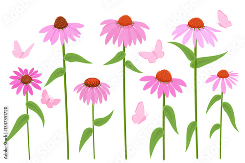 collection of purple coneflowers herbs with butterflies. set of blooming echinacea purpurea plants