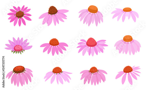 collection of purple coneflowers heads . set of blooming echinacea purpurea flowers.