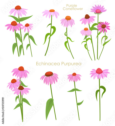 collection of purple coneflowers herbs with stems and leaves. set of blooming echinacea purpurea plants. bouquet of pink daisies, single flower