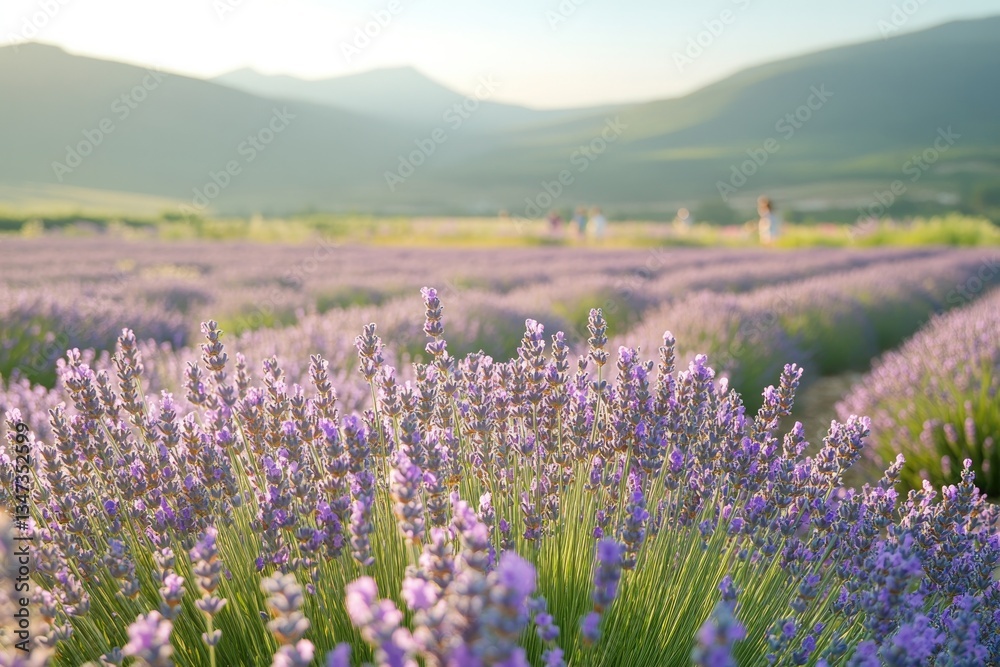 Fototapeta premium Lavender fields stretch across rolling hills, bathed in soft sun