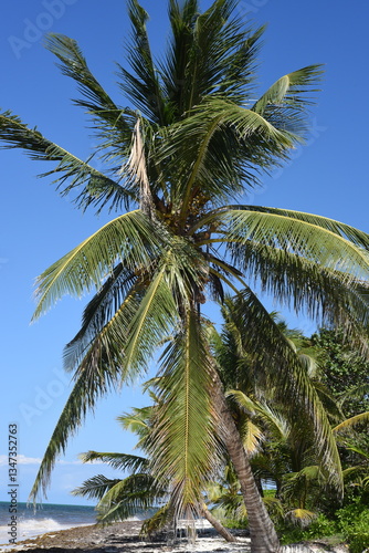 Wallpaper Mural Kokosnussplame Torontodigital.ca