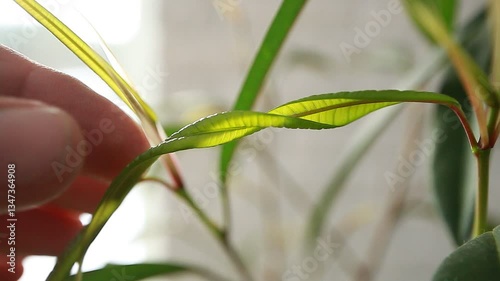 ficus ali young leaves close up