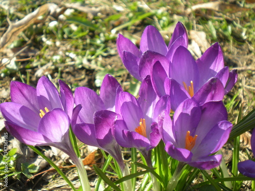 fioletowe krokusy  photo