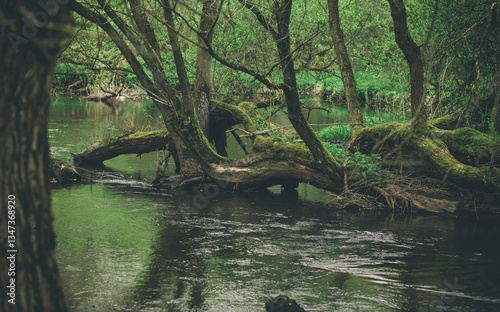 beautiful spring view. small forest river.