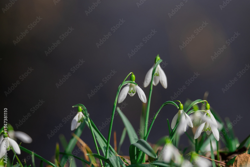 Close-Up of Blooming Snowdrop Flowers in a Natural Environment