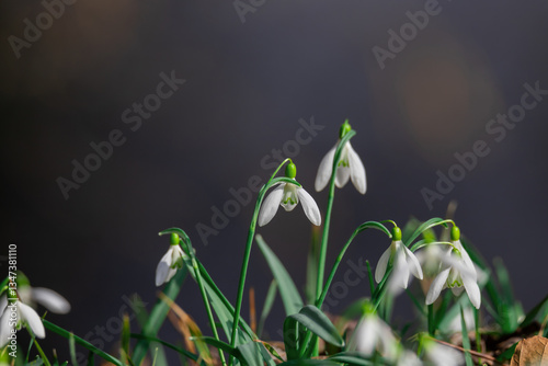 Obraz na płótnie Close-Up of Blooming Snowdrop Flowers in a Natural Environment w salonie