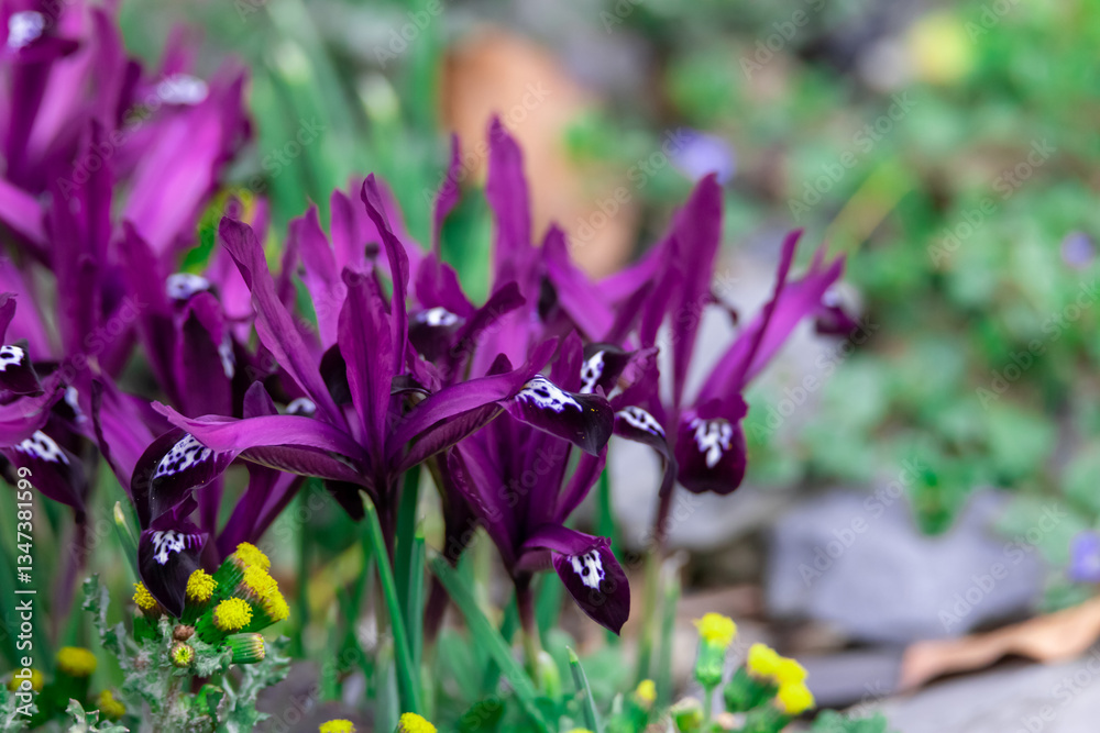 Vibrant Purple Flowers Blooming Among Spring Foliage in a Garden Setting