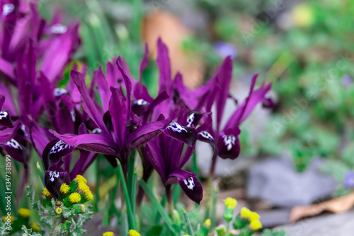 Obraz na płótnie Vibrant Purple Flowers Blooming Among Spring Foliage in a Garden Setting w salonie