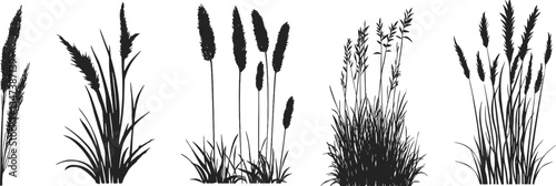 Silhouette of cattails and reeds. Wild grass on the river bank. Swamp coastal plants.