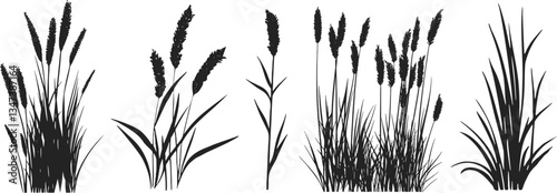 Silhouette of cattails and reeds. Wild grass on the river bank. Swamp coastal plants.