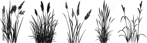 Silhouette of cattails and reeds. Wild grass on the river bank. Swamp coastal plants.