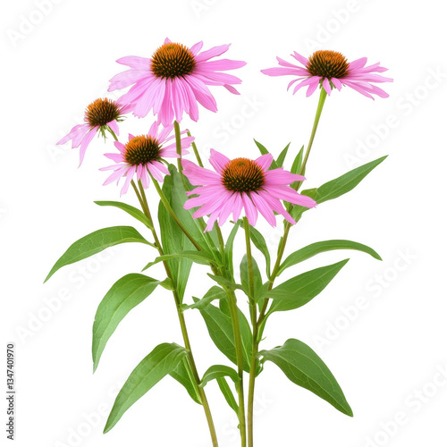 A bunch of pink flowers with green stems. The flowers are arranged in a way that they are all facing the same direction