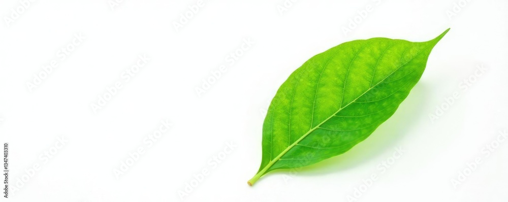 Obraz premium delicate green leaf isolated on white background, flower, nature, photography