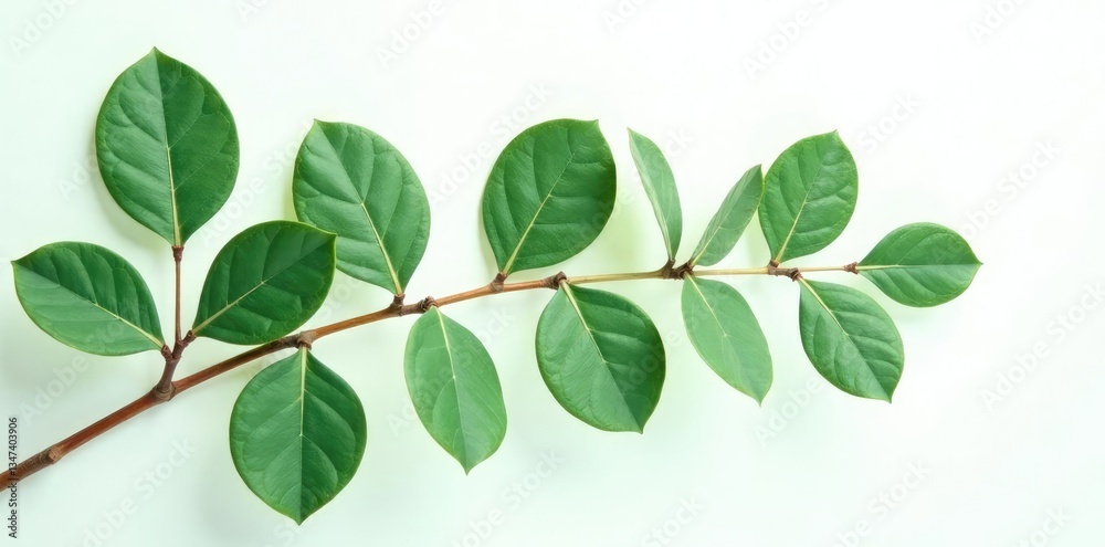 eucalyptus leaves isolated on white background, eucalyptus leaves, tree leaves, foliage eucalyptus leaves isolated on white background, eucalyptus leaves, tree leaves, foliage
