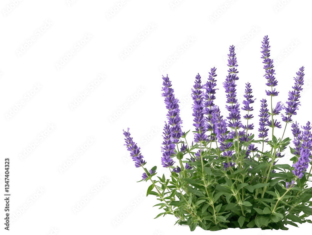 Naklejka premium A field of purple flowers is in front of a white background. The flowers are of various sizes and are arranged in a way that creates a sense of depth and dimension