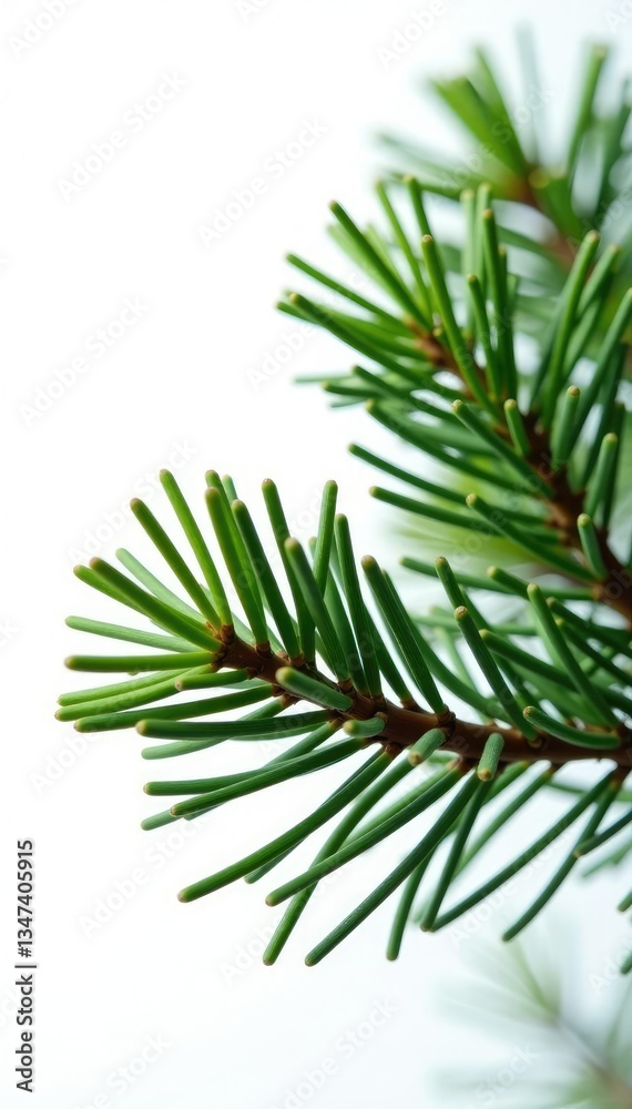 Fototapeta premium Single branch of a fir tree isolated against a bright white background, forest elements, fir tree