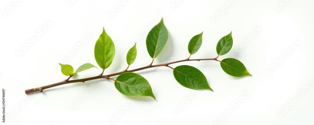 Obraz premium Single branch with a few leaves and seeds isolated on white background, seed, natural, simple