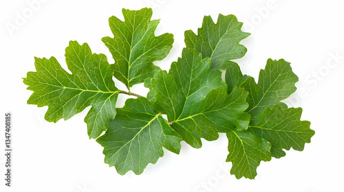 Wallpaper Mural Green Spotted Oak Leaves On White Background Torontodigital.ca