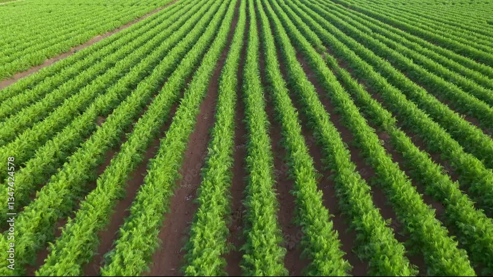 Cultivated organic carrot vegetable plantation seen from drone point of view in summer sunset, aerial shot 4K