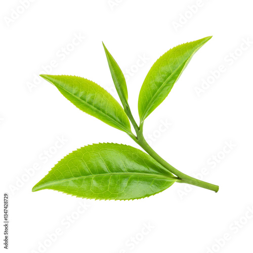 Tea Leaves on white background