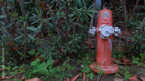 Wallpaper Mural red fire hydrant in the park Torontodigital.ca