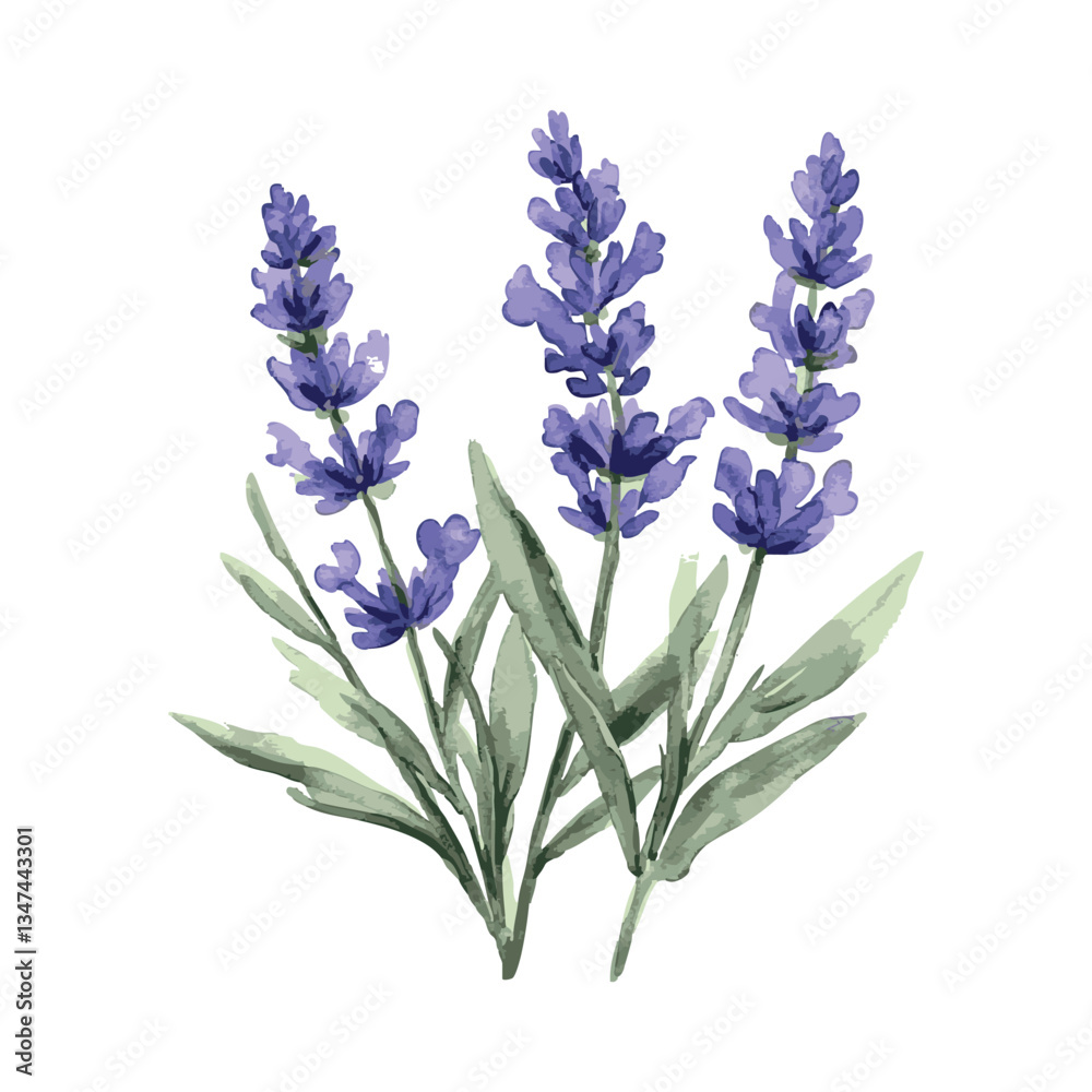 Obraz premium Drawing of purple flowers with green stems. The drawing is on a white background.