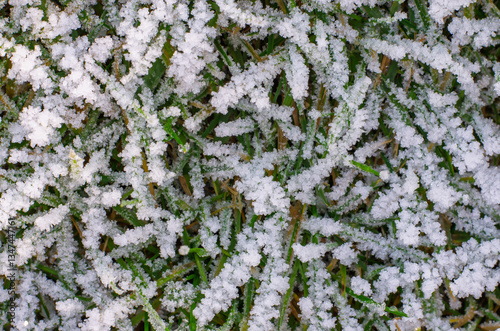 Frozen ice crystals on grass in winter