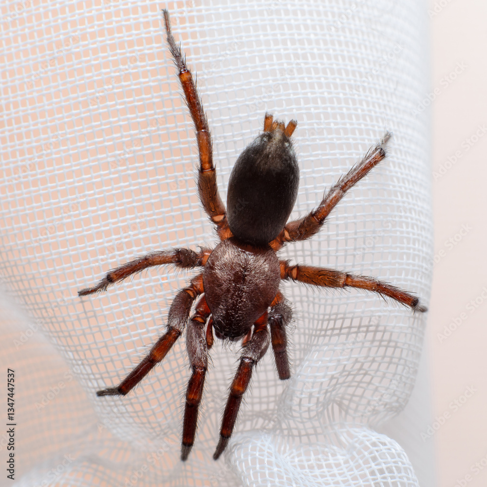 Spider on white fabric close-up
