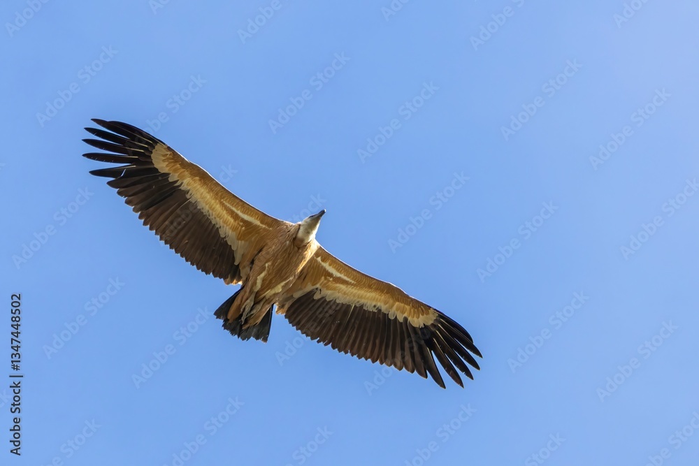 Griffon vulture (Gyps fulvus) soaring against a clear blue sky. Monfragüe, Extremadura, Spain. A majestic wildlife moment in a stunning natural setting Griffon vulture (Gyps fulvus) soaring against a clear blue sky. Monfragüe, Extremadura, Spain. A majestic wildlife moment in a stunning natural setting