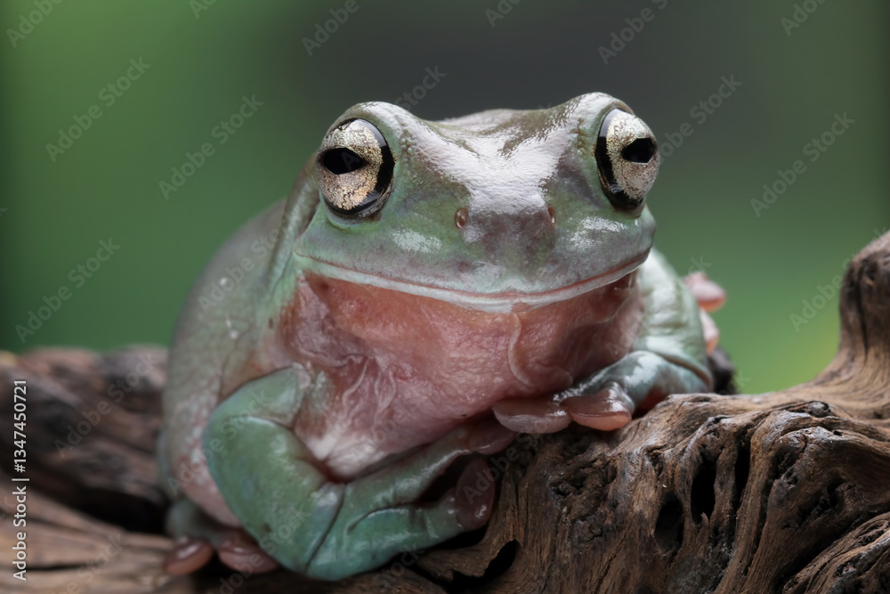 Green tree frogs on a branch, dumpy frog, animal closeup