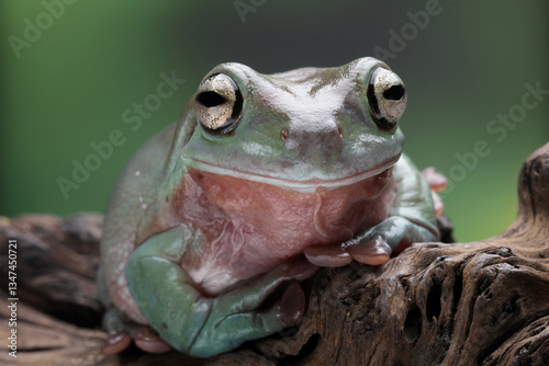 Obraz na płótnie Green tree frogs on a branch, dumpy frog, animal closeup w salonie