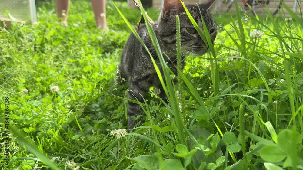 Walking a domestic cat on a yellow harness. The tabby cat is afraid of outdoor,hides in the green grass, cautiously and curiously. Teaching your pet to walk Walking a domestic cat on a yellow harness. The tabby cat is afraid of outdoor,hides in the green grass, cautiously and curiously. Teaching your pet to walk