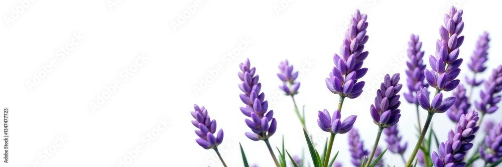 Naklejka premium Isolated sprigs of lavender against bright white, purple flowers, nature, still life