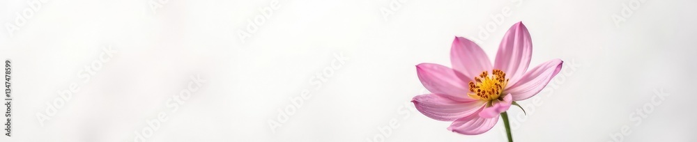 Delicate flower with intricate petals on a pristine white background, nature, flowers Delicate flower with intricate petals on a pristine white background, nature, flowers