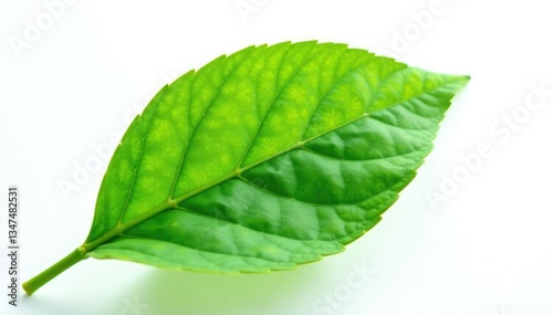 delicate green leaf isolated on white background, leaves, nature photography