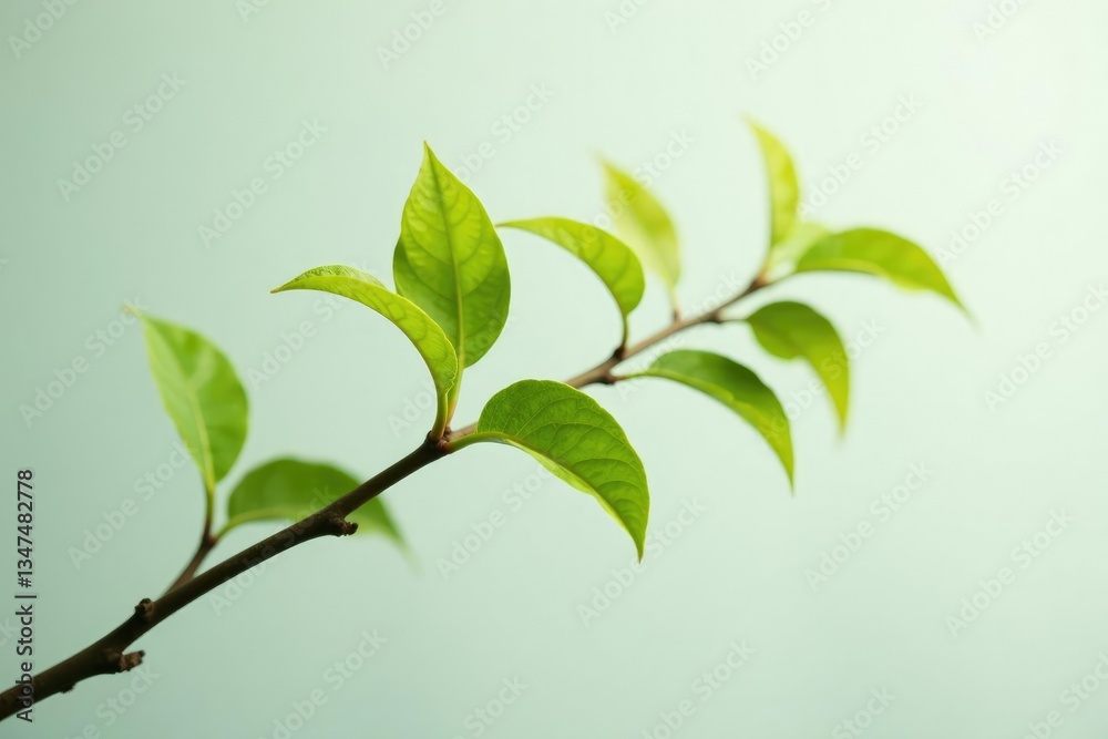 Single branch with delicate leaves on white background, tree branch, nature Single branch with delicate leaves on white background, tree branch, nature