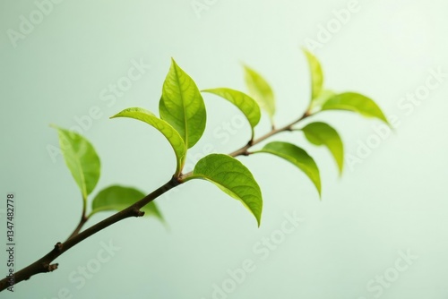 Single branch with delicate leaves on white background, tree branch, nature