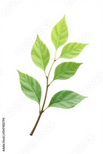 Single branch with delicate leaves on white background, isolated branch, tree