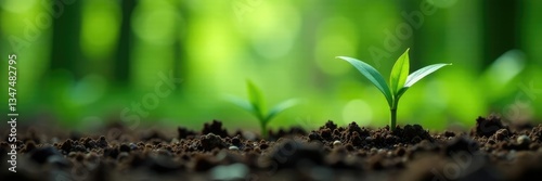 Small sprouts of bamboo shoots emerging from ground, tropical, bamboo shoot
