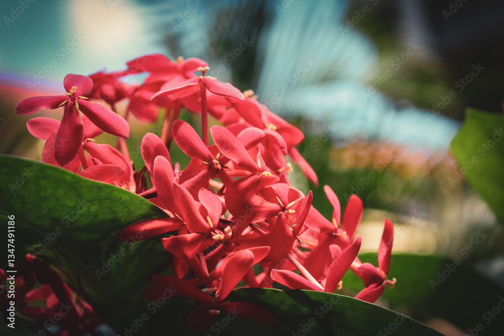 beautiful cluster of red coral Ixora flowers floral backdrop. also known as West Indian Jasmine. four petal beautiful floral pattern background art photography with bokeh light effect macro close-up beautiful cluster of red coral Ixora flowers floral backdrop. also known as West Indian Jasmine. four petal beautiful floral pattern background art photography with bokeh light effect macro close-up