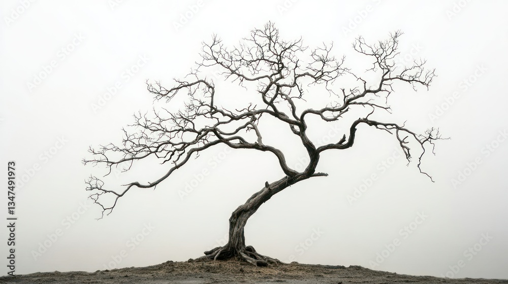 Fototapeta premium Lonely Tree in Fog
