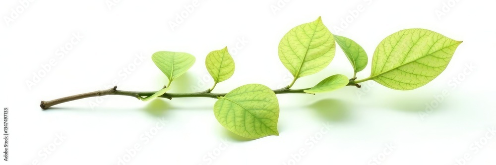 Isolated stem with leaves on white background, stem, isolation, tree Isolated stem with leaves on white background, stem, isolation, tree