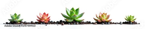 Obraz na płótnie Small succulent isolated against a white background, miniature plants, single growths w salonie