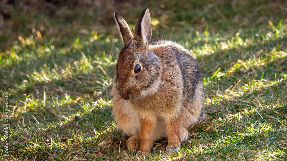 Fototapeta premium The wild bunny is enjoying a sunbathe under the sun after a long winter.