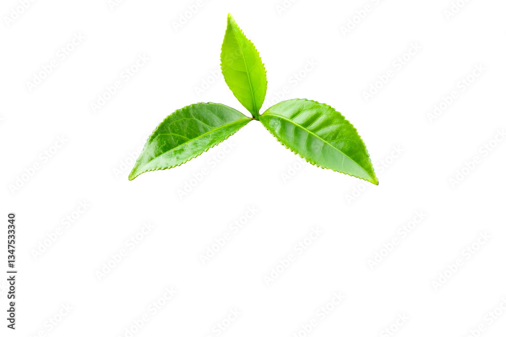 Fresh green tea leaves, isolated close-up on black background, cut out transparent Fresh green tea leaves, isolated close-up on black background, cut out transparent