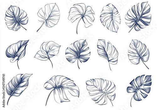 Modern illustration of isolated skeletal dry mango leaves and leaf in white and black lines on a white background