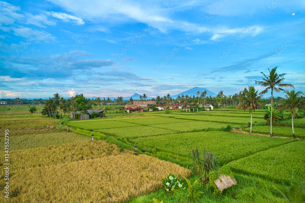 Aerial view of rice plantations and a hill village from a drone. Rice terraces on the island of Bali.